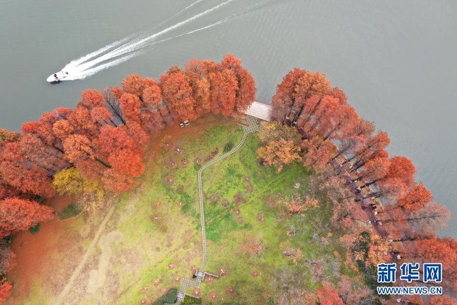 12月15日拍攝的湖北武漢東湖美景（無人機照片）。初冬時節(jié)，湖北武漢東湖紅葉如畫，景色怡人。新華社發(fā)（彭琦 攝）