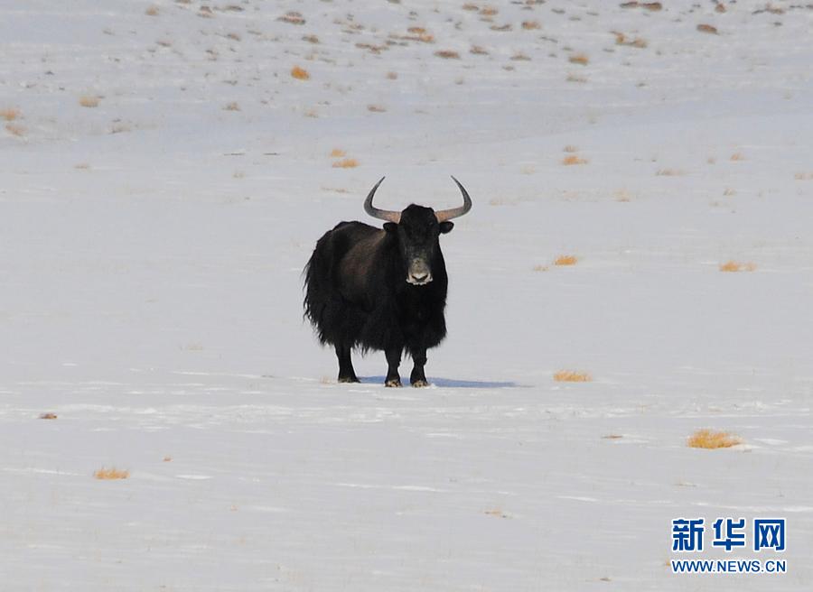 12月23日在哈爾騰草原上拍攝的國家一級保護動物野牦牛。冬日，在甘肅省酒泉市阿克塞哈薩克族自治縣哈爾騰草原，不少野生動物在雪地中活動覓食。近年來，隨著休牧、禁牧等措施實施，草原生態(tài)逐漸恢復，野生動物種群數(shù)量持續(xù)增加。新華社發(fā)（馬曉偉 攝）
