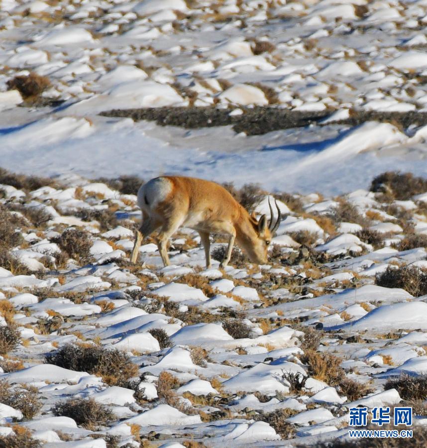 12月23日，一只國家二級保護動物藏原羚在哈爾騰草原上覓食。冬日，在甘肅省酒泉市阿克塞哈薩克族自治縣哈爾騰草原，不少野生動物在雪地中活動覓食。近年來，隨著休牧、禁牧等措施實施，草原生態(tài)逐漸恢復，野生動物種群數(shù)量持續(xù)增加。新華社發(fā)（馬曉偉 攝）