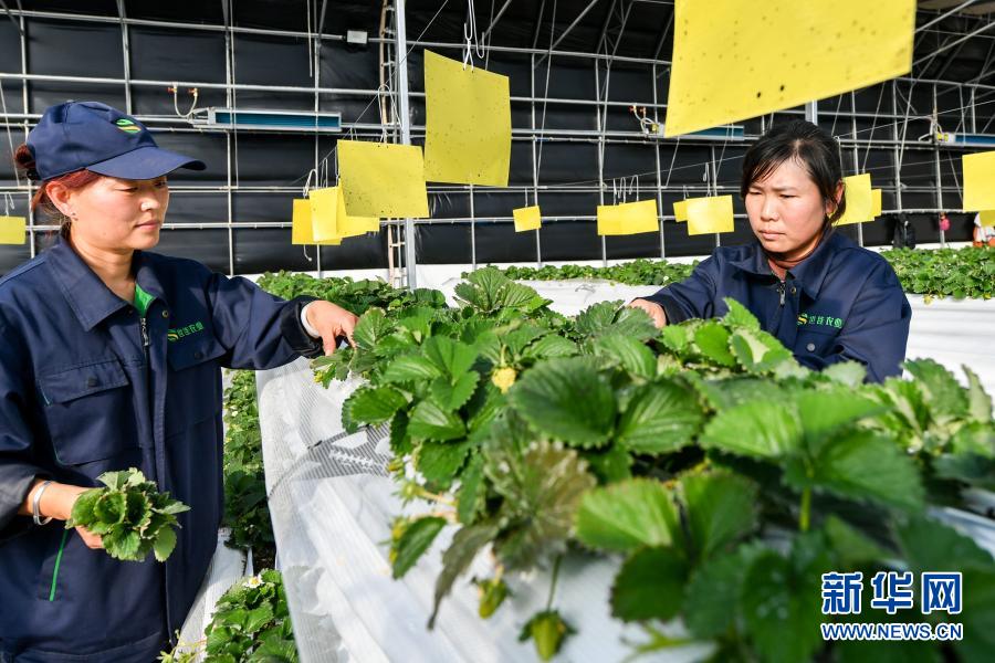 12月24日，太谷區(qū)范村鎮(zhèn)農(nóng)民在一處農(nóng)業(yè)示范園區(qū)內(nèi)給草莓苗授粉。近年來(lái)，山西省晉中市太谷區(qū)全面推進(jìn)現(xiàn)代農(nóng)業(yè)發(fā)展，以農(nóng)戶(hù)經(jīng)營(yíng)為主體，大力培育農(nóng)民專(zhuān)業(yè)合作社、農(nóng)業(yè)產(chǎn)業(yè)化龍頭企業(yè)、家庭農(nóng)場(chǎng)等新型經(jīng)營(yíng)主體，形成了旱垣溫室區(qū)、設(shè)施蔬菜生產(chǎn)帶和以西紅柿、辣椒、豆角種植為主的生產(chǎn)基地。目前，太谷區(qū)設(shè)施蔬菜水果面積達(dá)7萬(wàn)多畝，畝均收入3萬(wàn)元左右。新華社記者 王菲菲 攝