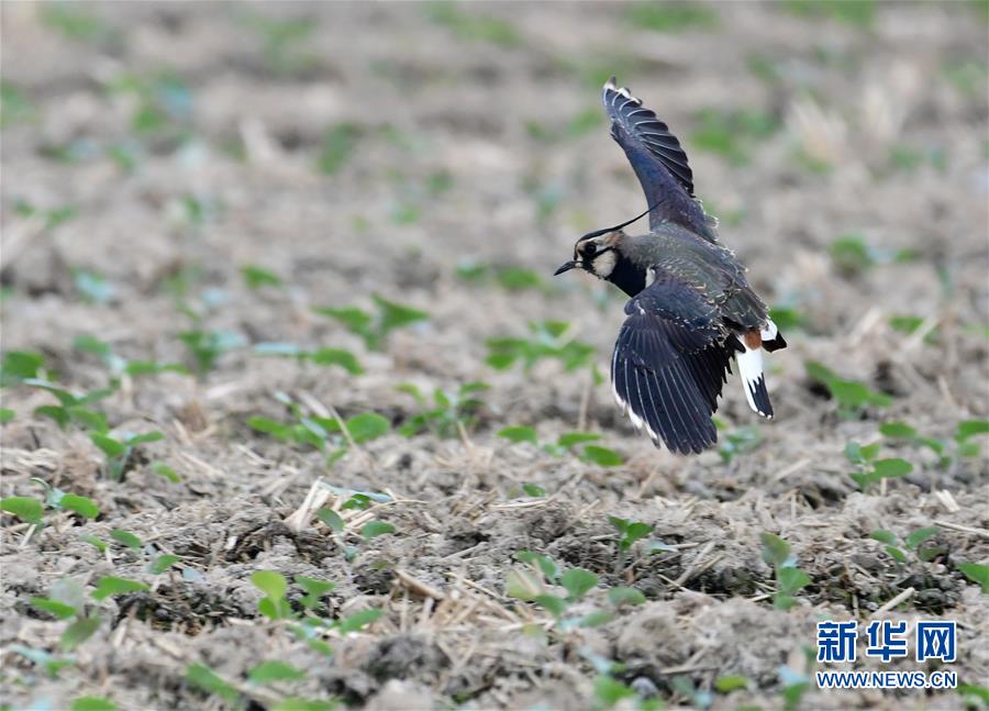 這是1月9日在石獅環(huán)灣濕地公園拍攝的鳥群。 近日，大批前來越冬的水禽鳥類飛抵福建泉州石獅環(huán)灣濕地公園。 新華社記者 魏培全 攝