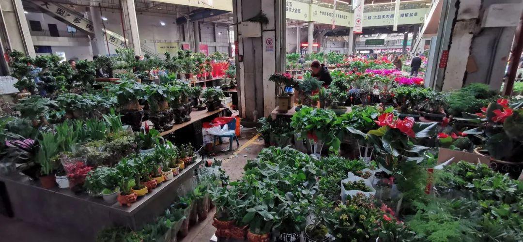 中國6大花市，全國最大的花卉批發(fā)市場介紹