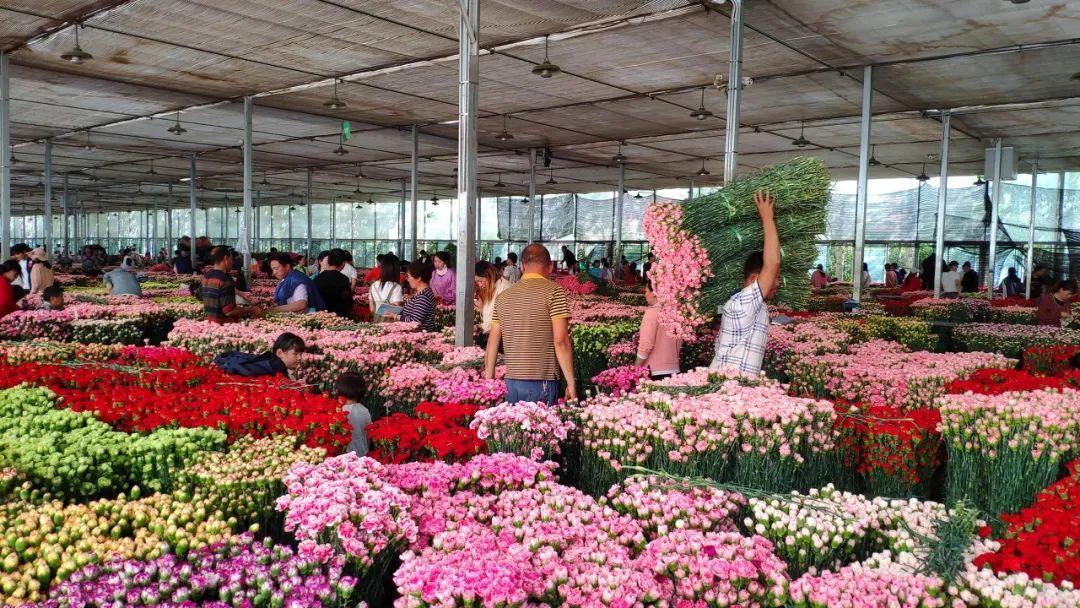 中國6大花市，全國最大的花卉批發(fā)市場介紹