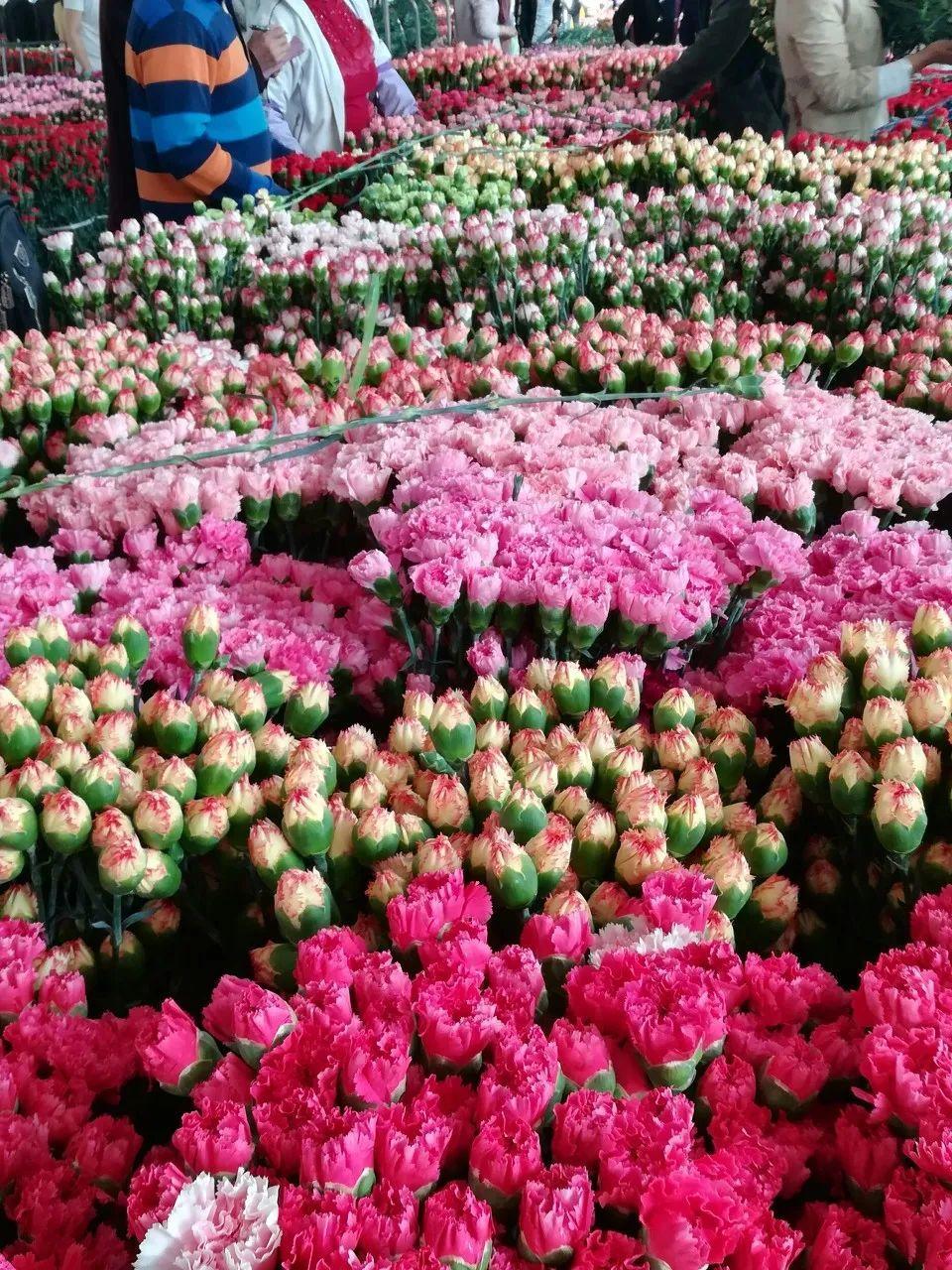中國6大花市，全國最大的花卉批發(fā)市場介紹