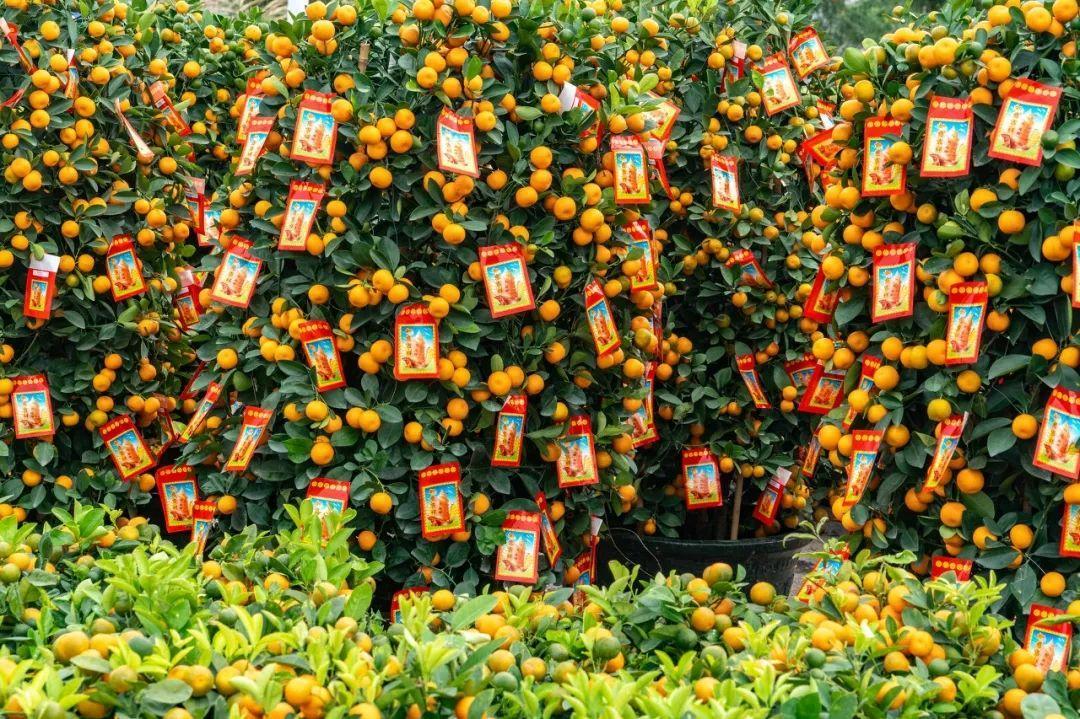 中國6大花市，全國最大的花卉批發(fā)市場介紹
