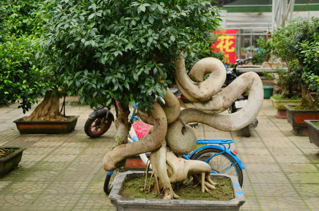 中國6大花市，全國最大的花卉批發(fā)市場介紹