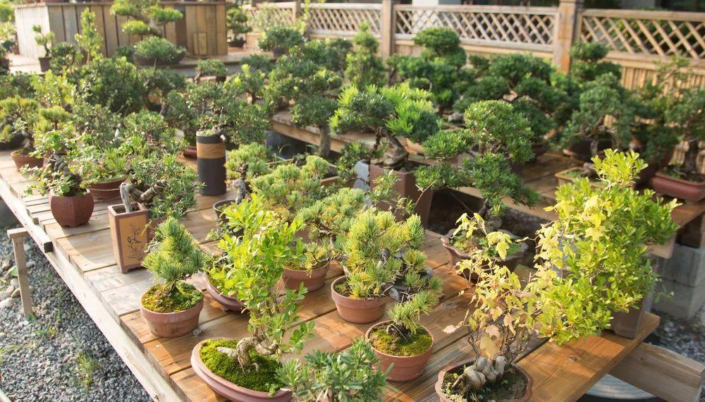 中國6大花市，全國最大的花卉批發(fā)市場介紹