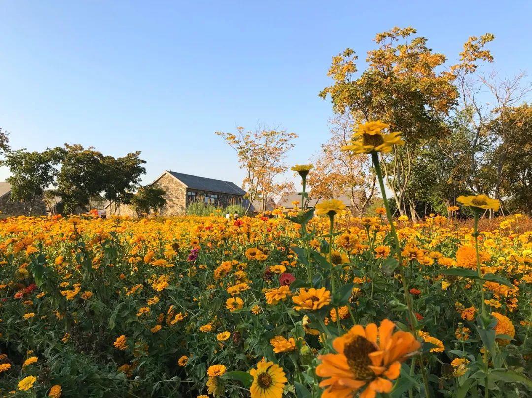 中國6大花市，全國最大的花卉批發(fā)市場介紹