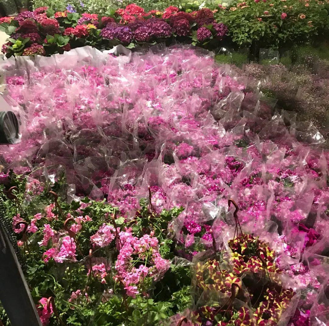 中國6大花市，全國最大的花卉批發(fā)市場介紹