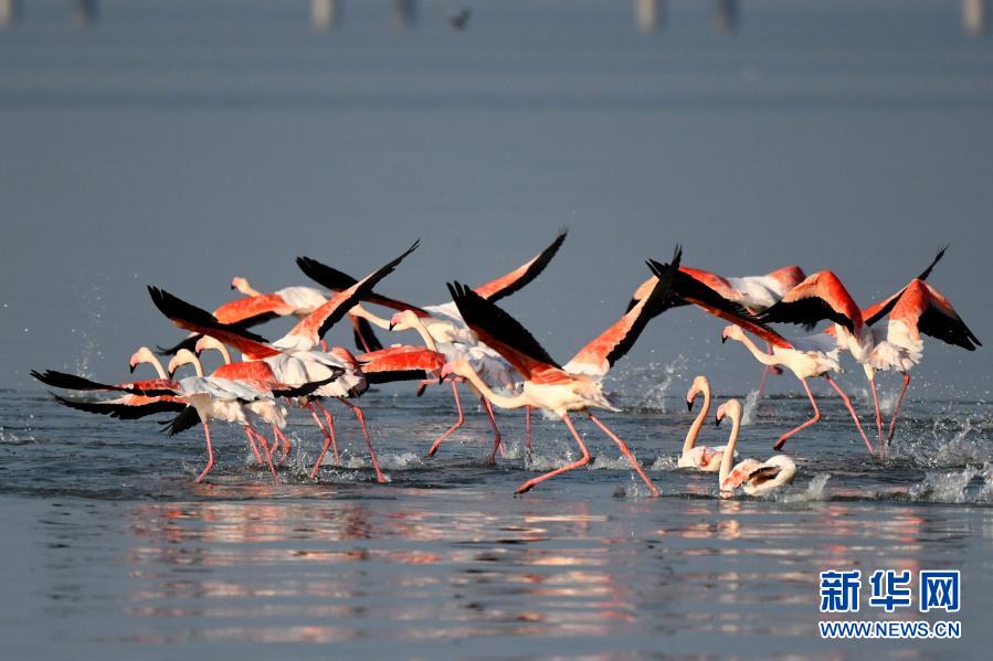 1月18日，在科威特首都科威特城，成群的火烈鳥(niǎo)準(zhǔn)備起飛。新華社發(fā)（哈齊攝）