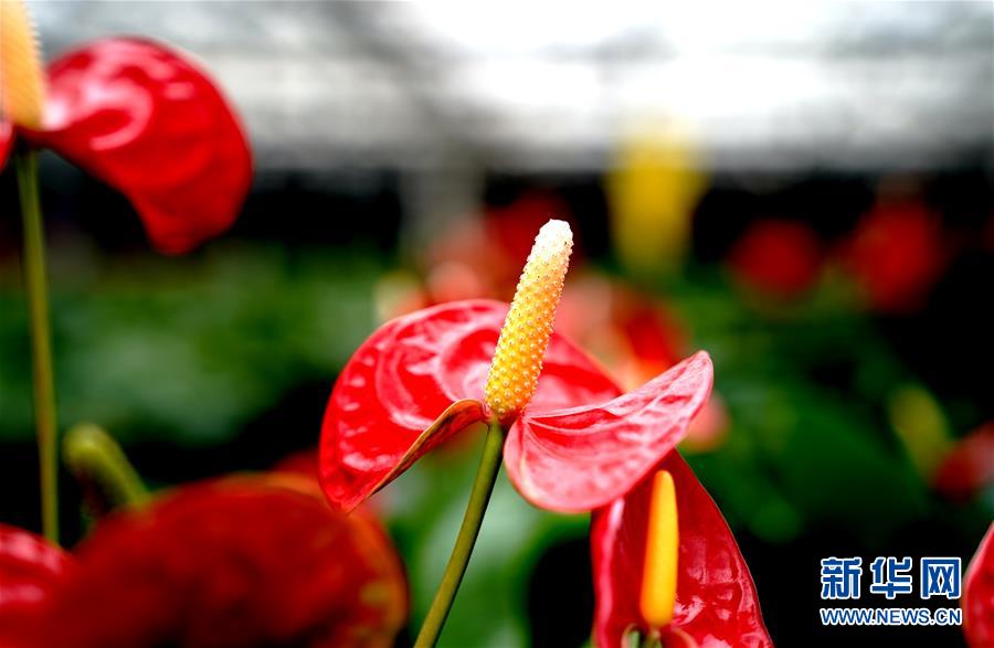 1月21日，在上海鮮花港拍攝的紅掌新品種“紅胭”。 近日，上海鮮花港自主研發(fā)的兩個紅掌新品種“紅胭”“紅裝”獲得國家植物新品種授權(quán)。目前，上海鮮花港已建成紅掌品種資源圃，收集保存紅掌品種達100多個。 新華社記者 張建松 攝