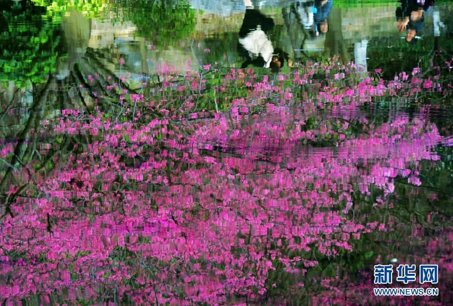 在福州國(guó)家森林公園，盛開(kāi)的櫻花和綠樹(shù)倒映在清澈的湖水里（2月1月攝）。近日，位于福建省福州市新店鎮(zhèn)的福州國(guó)家森林公園里的櫻花相繼盛開(kāi)，春意萌動(dòng)。新華社記者 魏培全 攝