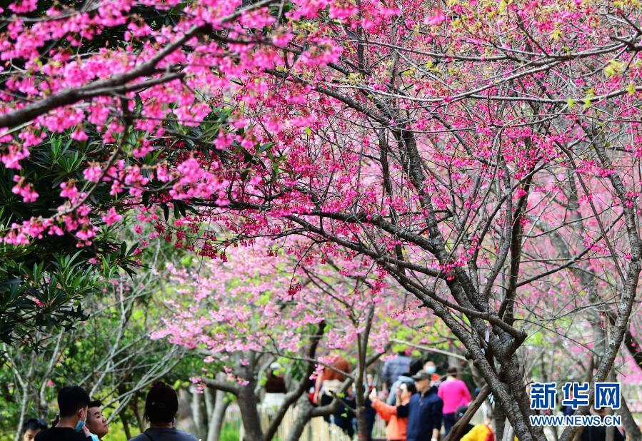 2月1日，游人在福州國(guó)家森林公園里賞櫻。近日，位于福建省福州市新店鎮(zhèn)的福州國(guó)家森林公園里的櫻花相繼盛開(kāi)，春意萌動(dòng)。新華社記者 魏培全 攝
