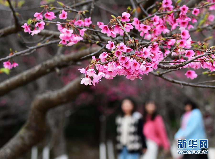 2月1日，游人在福州國(guó)家森林公園里賞櫻。近日，位于福建省福州市新店鎮(zhèn)的福州國(guó)家森林公園里的櫻花相繼盛開(kāi)，春意萌動(dòng)。新華社記者 魏培全 攝
