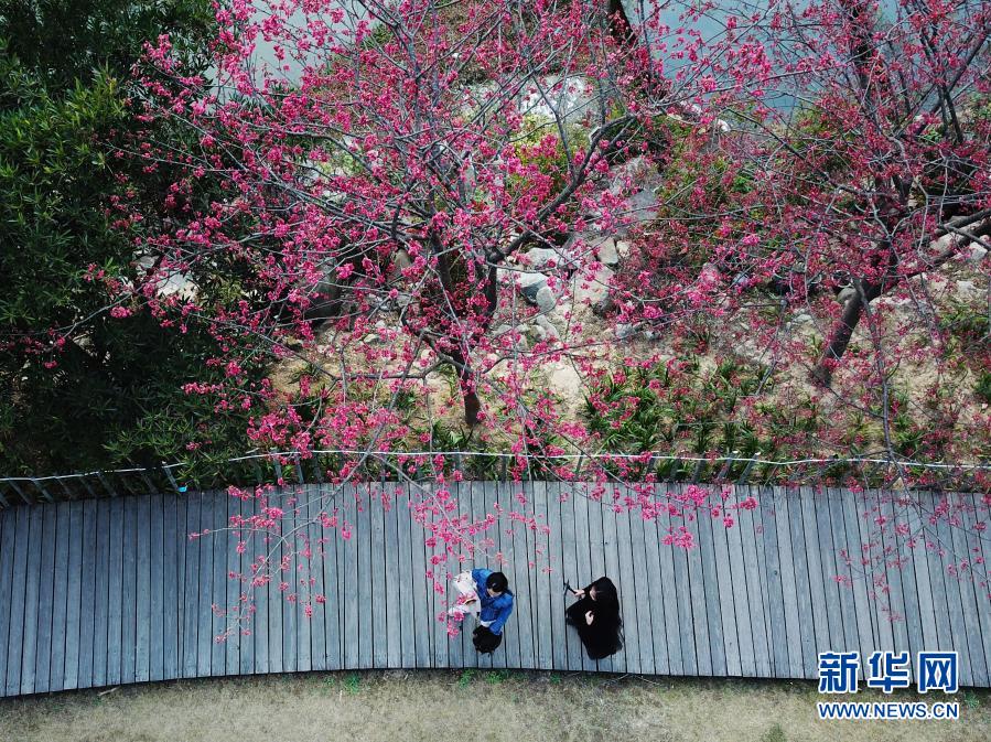 2月1日，游人在福州國(guó)家森林公園里賞櫻。近日，位于福建省福州市新店鎮(zhèn)的福州國(guó)家森林公園里的櫻花相繼盛開(kāi)，春意萌動(dòng)。新華社記者 魏培全 攝