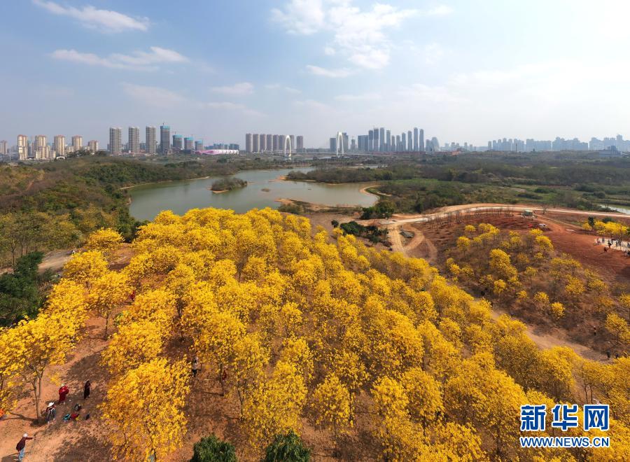 　　這是南寧市青秀山風景區(qū)盛開的黃花風鈴木（2月21日攝，無人機照片）?！　〗眨瑥V西南寧市青秀山風景區(qū)黃花風鈴木盛放，吸引眾多游人前來觀賞?！　⌒氯A社記者 周華 攝