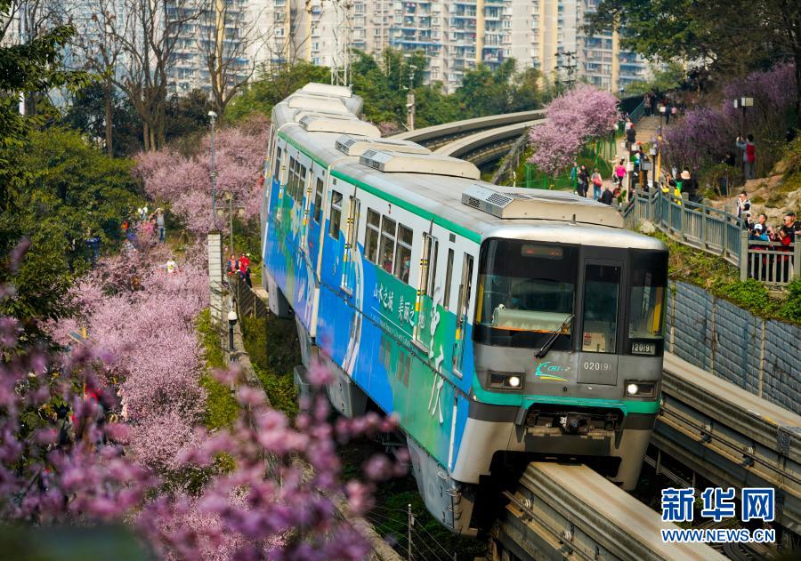 2月23日，在重慶軌道交通2號(hào)線佛圖關(guān)段，一列單軌列車穿越花海奔馳而過。初春時(shí)節(jié)，重慶氣溫逐漸回暖，暖陽(yáng)里的山城春意盎然。在重慶軌道交通2號(hào)線佛圖關(guān)段，山城步道上的梅花簇簇綻放，單軌列車穿越花海，組成一幅賞心悅目的獨(dú)特城市景觀。新華社記者 劉潺 攝