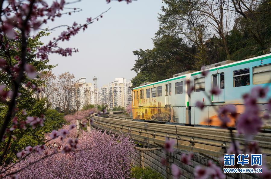 2月23日，在重慶軌道交通2號(hào)線佛圖關(guān)段，一列單軌列車穿越花海奔馳而過。初春時(shí)節(jié)，重慶氣溫逐漸回暖，暖陽(yáng)里的山城春意盎然。在重慶軌道交通2號(hào)線佛圖關(guān)段，山城步道上的梅花簇簇綻放，單軌列車穿越花海，組成一幅賞心悅目的獨(dú)特城市景觀。新華社記者 劉潺 攝