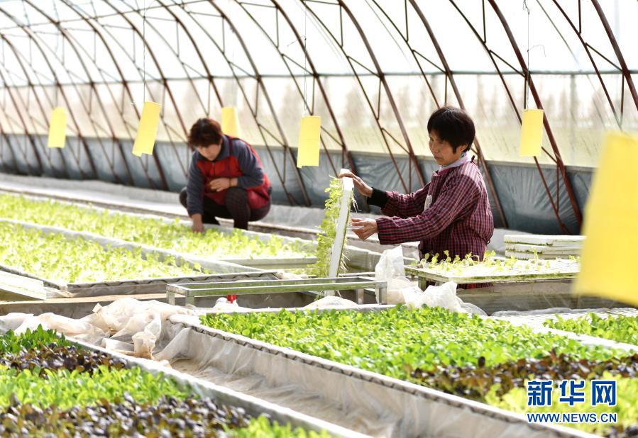 　　3月21日，在河北省邢臺(tái)市南和區(qū)和陽鎮(zhèn)東侯莊村一農(nóng)業(yè)園區(qū)，工人在管理水培蔬菜。　　眼下，各地農(nóng)民積極投入春管春種等農(nóng)業(yè)生產(chǎn)活動(dòng)，田間地頭一派生機(jī)?！　⌒氯A社記者 朱旭東 攝