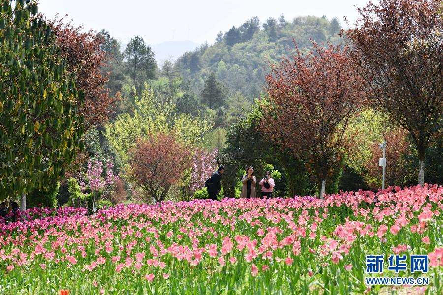 　　3月23日，游客在貴州省龍里縣龍架山國家森林公園賞花觀光?！　〗眨F州省黔南布依族苗族自治州龍里縣龍架山國家森林公園里的郁金香、櫻花陸續(xù)開放，吸引游客前來賞花觀光?！　⌒氯A社記者 楊文斌 攝