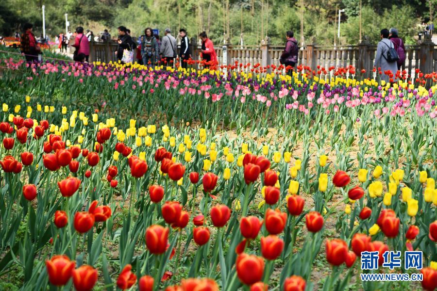 　　3月23日，游客在貴州省龍里縣龍架山國家森林公園賞花觀光?！　〗?，貴州省黔南布依族苗族自治州龍里縣龍架山國家森林公園里的郁金香、櫻花陸續(xù)開放，吸引游客前來賞花觀光?！　⌒氯A社記者 楊文斌 攝