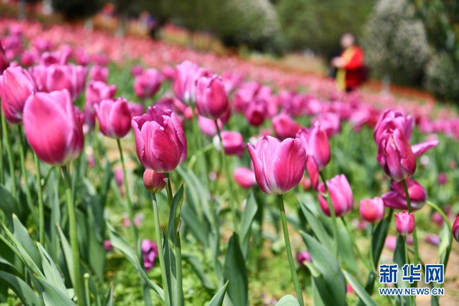 　　3月23日，游客在貴州省龍里縣龍架山國家森林公園賞花觀光。　　近日，貴州省黔南布依族苗族自治州龍里縣龍架山國家森林公園里的郁金香、櫻花陸續(xù)開放，吸引游客前來賞花觀光。　　新華社記者 楊文斌 攝