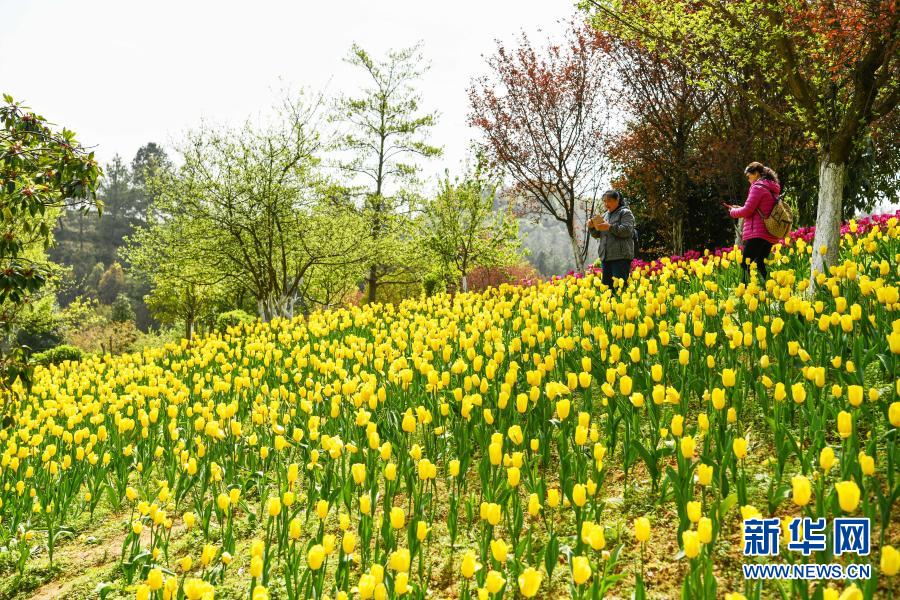 　　3月23日，游客在貴州省龍里縣龍架山國家森林公園賞花觀光?！　〗?，貴州省黔南布依族苗族自治州龍里縣龍架山國家森林公園里的郁金香、櫻花陸續(xù)開放，吸引游客前來賞花觀光?！　⌒氯A社記者 楊文斌 攝