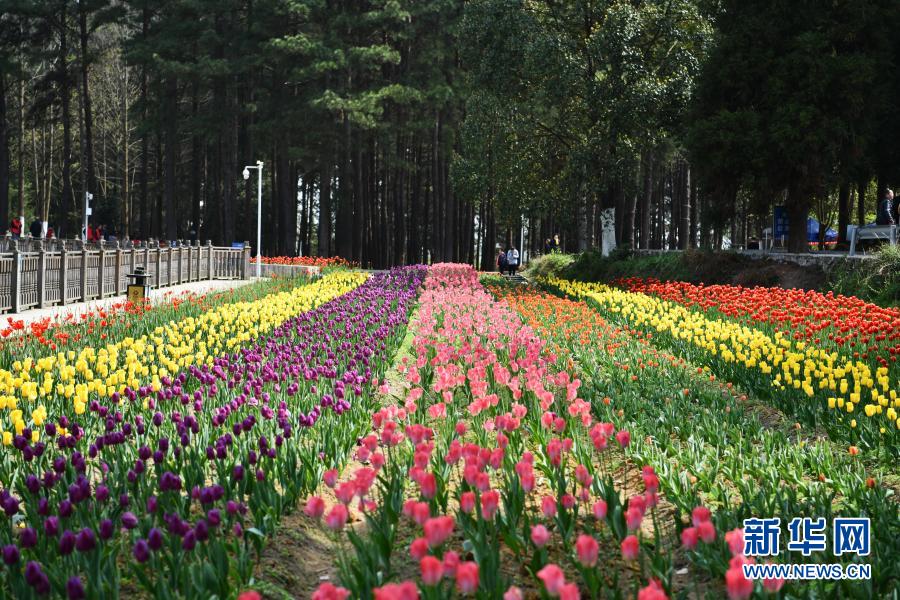　　3月23日，游客在貴州省龍里縣龍架山國家森林公園賞花觀光?！　〗?，貴州省黔南布依族苗族自治州龍里縣龍架山國家森林公園里的郁金香、櫻花陸續(xù)開放，吸引游客前來賞花觀光?！　⌒氯A社記者 楊文斌 攝