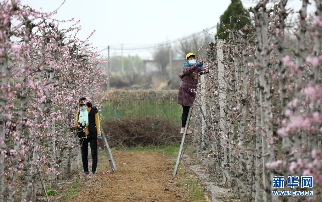　　3月25日，在銅川市耀州區(qū)小丘鎮(zhèn)移寨村，果農(nóng)在桃園修剪果樹枝?！　〗?，隨著氣溫逐漸上升，陜西省銅川市耀州區(qū)小丘鎮(zhèn)果園里的櫻桃花、桃花等漸次開放，果農(nóng)們及時為果樹除蟲、修枝。　　新華社記者 李一博 攝