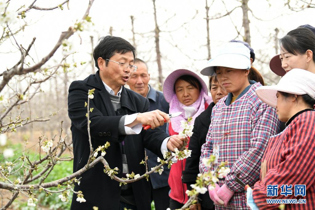　　3月25日，西北農(nóng)林科技大學(xué)園藝學(xué)院教授蔡宇良（左一）在銅川市耀州區(qū)小丘鎮(zhèn)移寨村為果農(nóng)講解櫻桃園春季管理注意事項。　　近日，隨著氣溫逐漸上升，陜西省銅川市耀州區(qū)小丘鎮(zhèn)果園里的櫻桃花、桃花等漸次開放，果農(nóng)們及時為果樹除蟲、修枝。　　新華社記者 李一博 攝