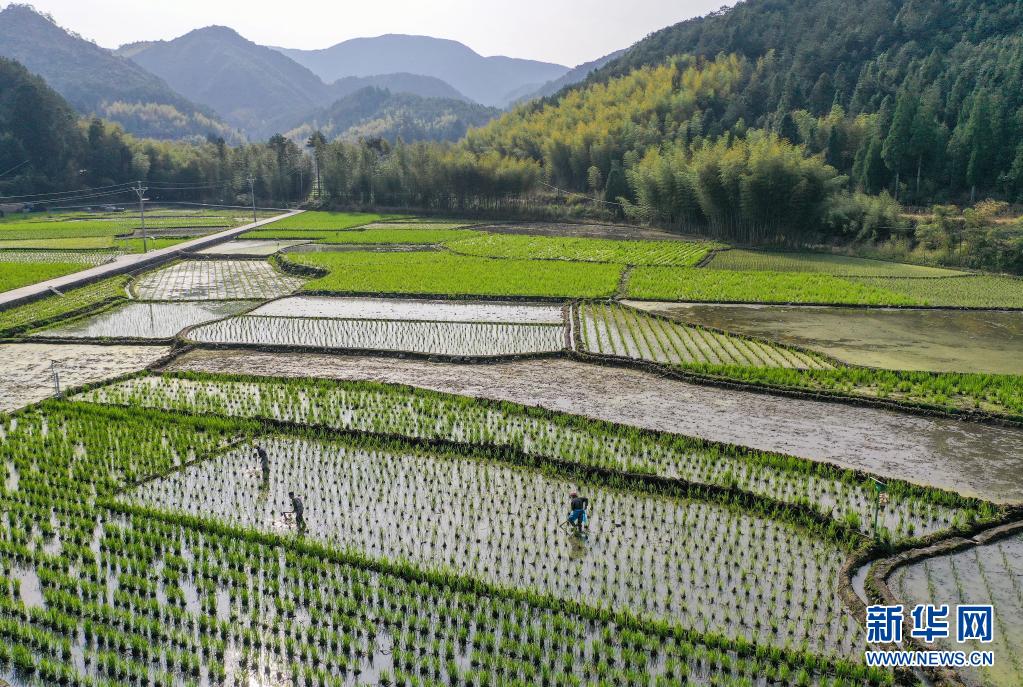 3月27日，茭農(nóng)在景寧畬族自治縣景南鄉(xiāng)上標村茭田里疏除茭苗（無人機照片）。眼下，位于浙江省麗水市景寧畬族自治縣大山深處的村民，抓住春暖晴好天氣，搶種深山冷水茭白，茭白田中一派忙碌景象。景寧位于浙閩交界，所轄的景南、大漈等鄉(xiāng)地處海拔千米的深山盆地。近年來，當?shù)爻浞职l(fā)揮山區(qū)優(yōu)勢，把種植冷水茭白作為農(nóng)業(yè)增效的主導(dǎo)產(chǎn)業(yè)，出產(chǎn)的茭白口感鮮美，成為助力農(nóng)民增收的特色農(nóng)產(chǎn)品。新華社發(fā)（李肅人 攝）