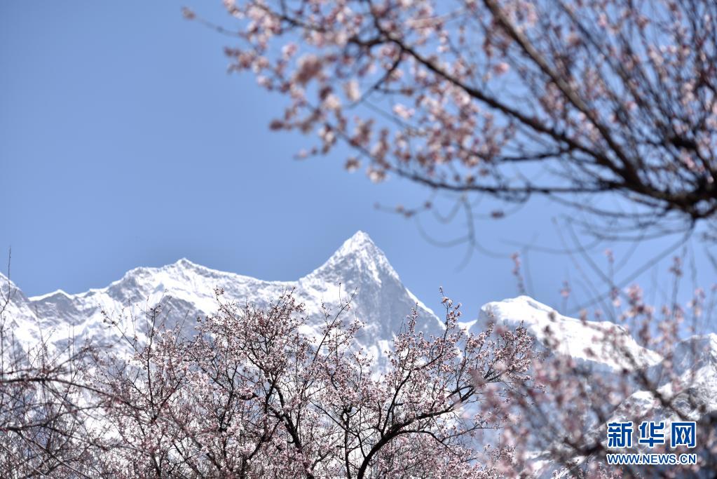 　　3月28日在西藏林芝市索松村拍攝的桃花和南迦巴瓦峰。　　日前，西藏林芝第十九屆桃花旅游文化節(jié)開幕。林芝意為“太陽的寶座”，平均海拔3100米，每逢初春，漫山遍野的桃花盛開，與藍天白云、雪山冰川交相輝映。　　新華社記者 孫瑞博 攝