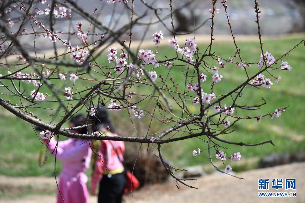 　　3月28日，游人在西藏林芝市索松村觀賞桃花。新華社記者 孫瑞博 攝