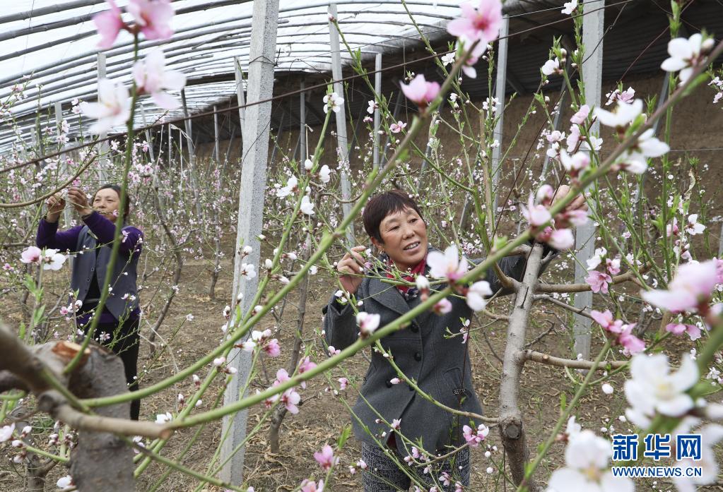　　4月1日，張家口市萬全區(qū)水莊屯村農(nóng)民在油桃溫棚里進(jìn)行日常管理?！　〗陙恚颖笔埣铱谑腥f全區(qū)調(diào)整農(nóng)業(yè)產(chǎn)業(yè)結(jié)構(gòu)，大力發(fā)展設(shè)施農(nóng)業(yè)，通過龍頭公司帶動，引導(dǎo)農(nóng)民因地制宜發(fā)展瓜果、蔬菜等錯季特色農(nóng)產(chǎn)品種植，種植面積達(dá)4.5萬余畝，帶動1.5萬農(nóng)戶實現(xiàn)增收。　　新華社發(fā)（武殿森 攝）