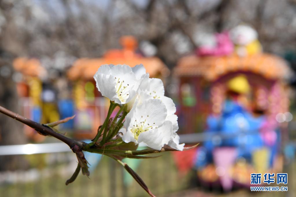 　　這是4月5日在皋蘭縣什川鎮(zhèn)古梨園拍攝的梨花。　　近日，位于甘肅省蘭州市皋蘭縣什川鎮(zhèn)的古梨園梨花盛開，吸引眾多游客前來賞花踏青?！　⌒氯A社記者 范培珅 攝