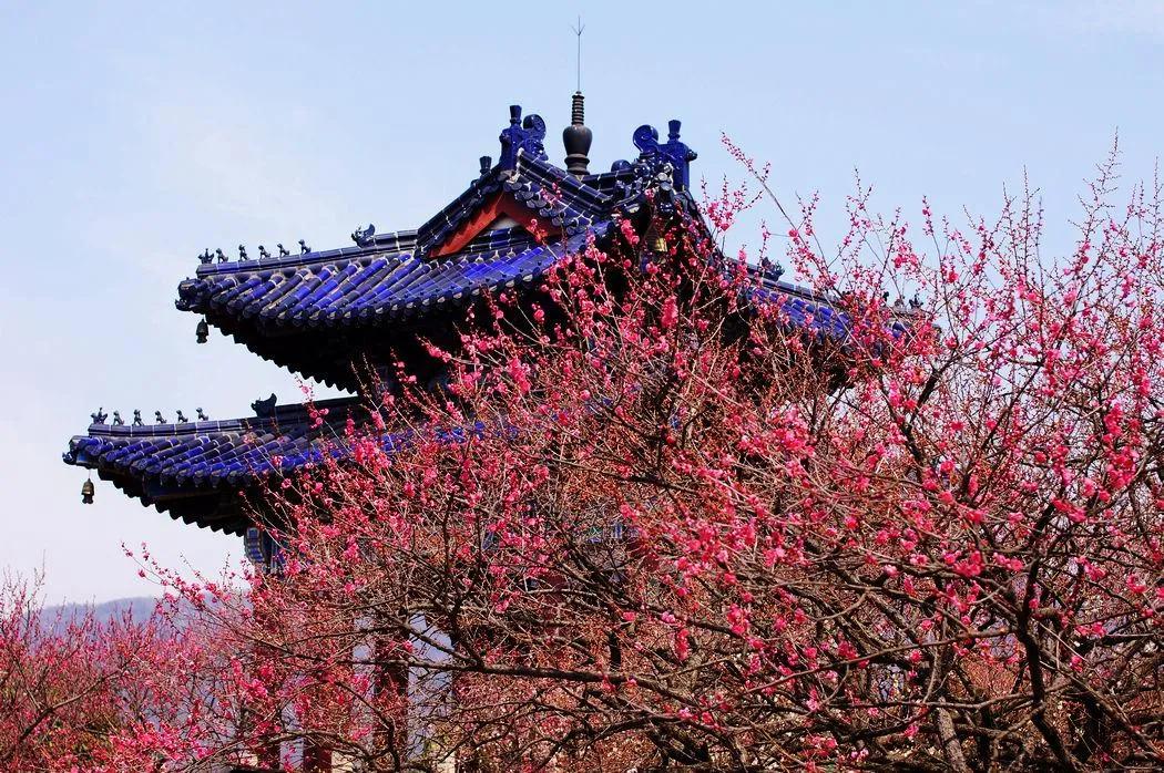 網(wǎng)友評(píng)出的中國十大花會(huì)節(jié)，2021不要錯(cuò)過的美好！