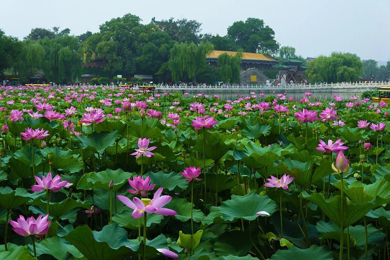 網(wǎng)友評(píng)出的中國十大花會(huì)節(jié)，2021不要錯(cuò)過的美好！