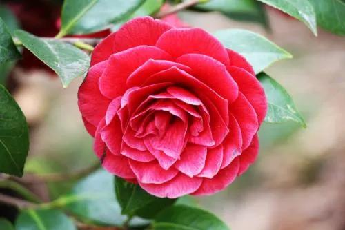 網(wǎng)友評(píng)出的中國十大花會(huì)節(jié)，2021不要錯(cuò)過的美好！