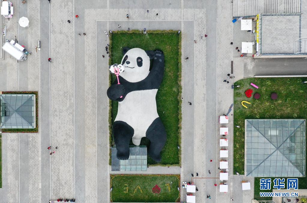 　　這是4月7日在四川省都江堰市仰天窩廣場(chǎng)拍攝的“自拍熊貓”雕塑（無(wú)人機(jī)照片）?！　〗?，由荷蘭藝術(shù)家弗洛倫泰因·霍夫曼設(shè)計(jì)的大熊貓自拍藝術(shù)品雕塑在四川省都江堰市仰天窩廣場(chǎng)與公眾見(jiàn)面。這只仰臥翹腳自拍的“大熊貓”長(zhǎng)26.5米、寬11米、高12米，重達(dá)130噸，由300萬(wàn)根漆面不銹鋼絲固定而成?！　?jù)了解，這只熊貓雕塑以2005年大熊貓闖入都江堰鬧市區(qū)的故事為創(chuàng)作靈感。熊貓手持一部巨型智能手機(jī)，吸引市民和游客前來(lái)觀賞，合影“打卡”?！　⌒氯A社記者 王曦 攝