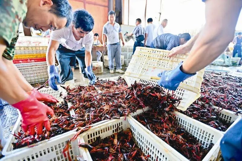中國5大“小龍蝦之都”，吃蝦到底該去哪兒